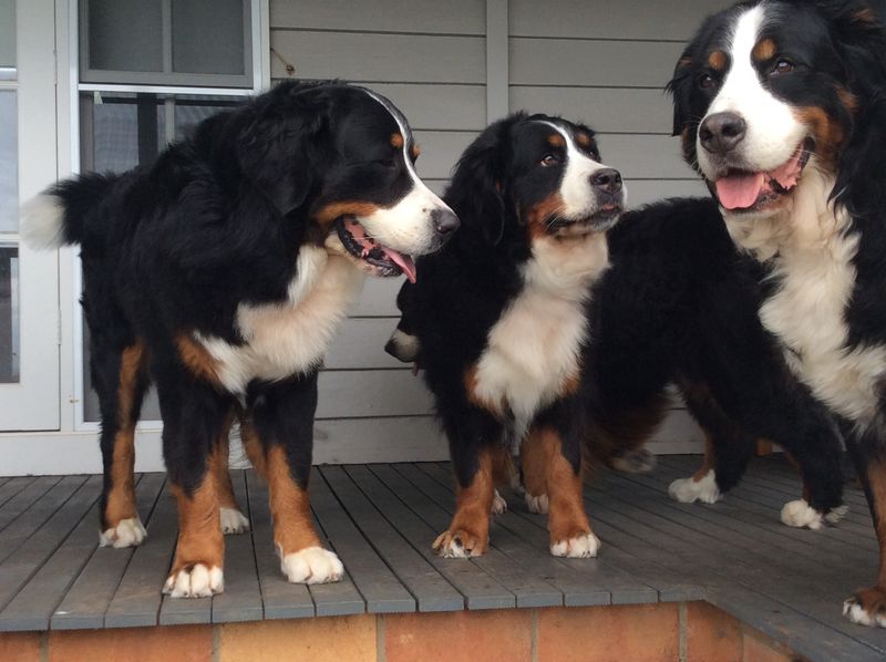 Bernese At The Cove