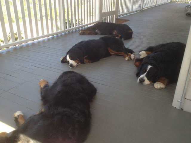 Bernese At The Cove