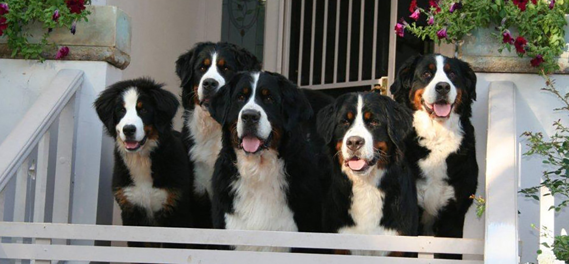 Atthecove Bernese Mountain Dogs